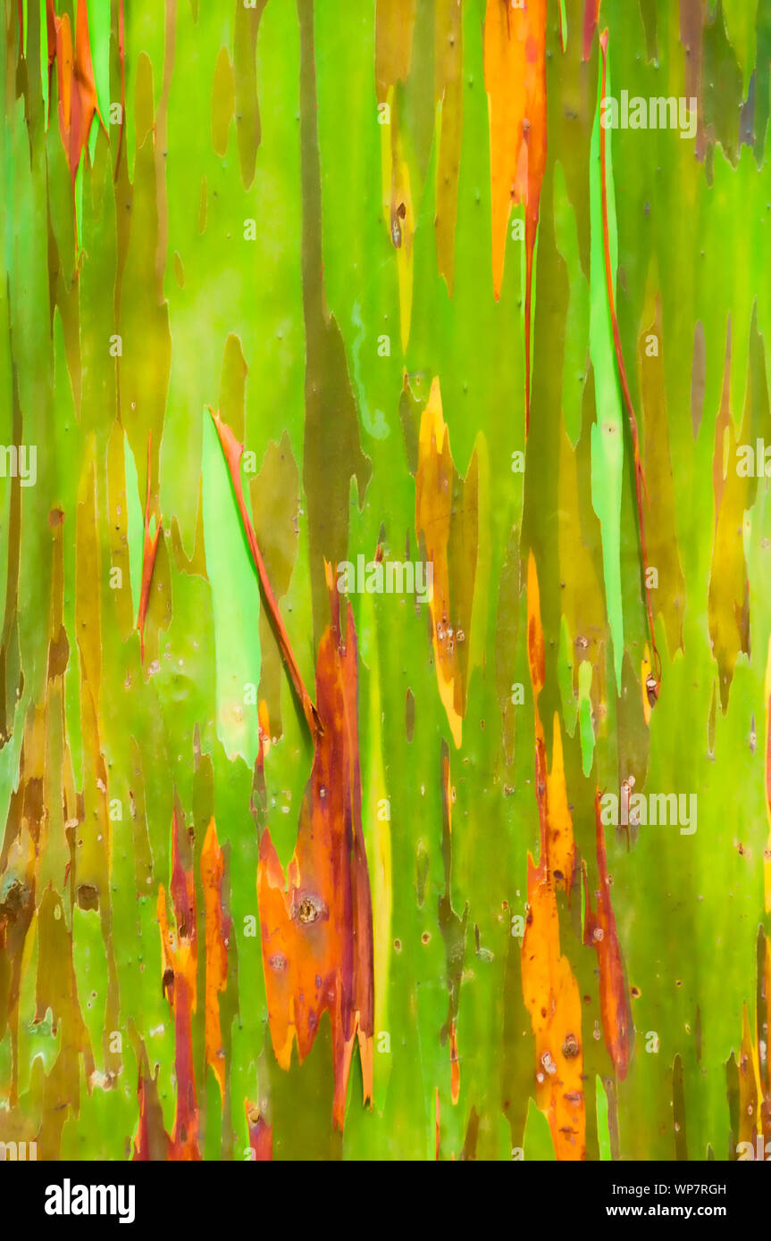 Rainbow Eucalyptus Tree bark on the Road to Hana, Maui, Hawaii, USA Stock Photo Alamy