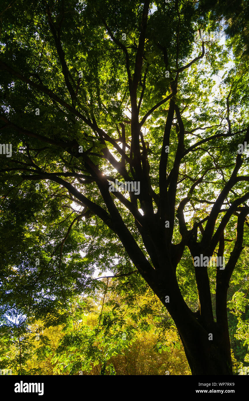 Large canopy hires stock photography and images Alamy