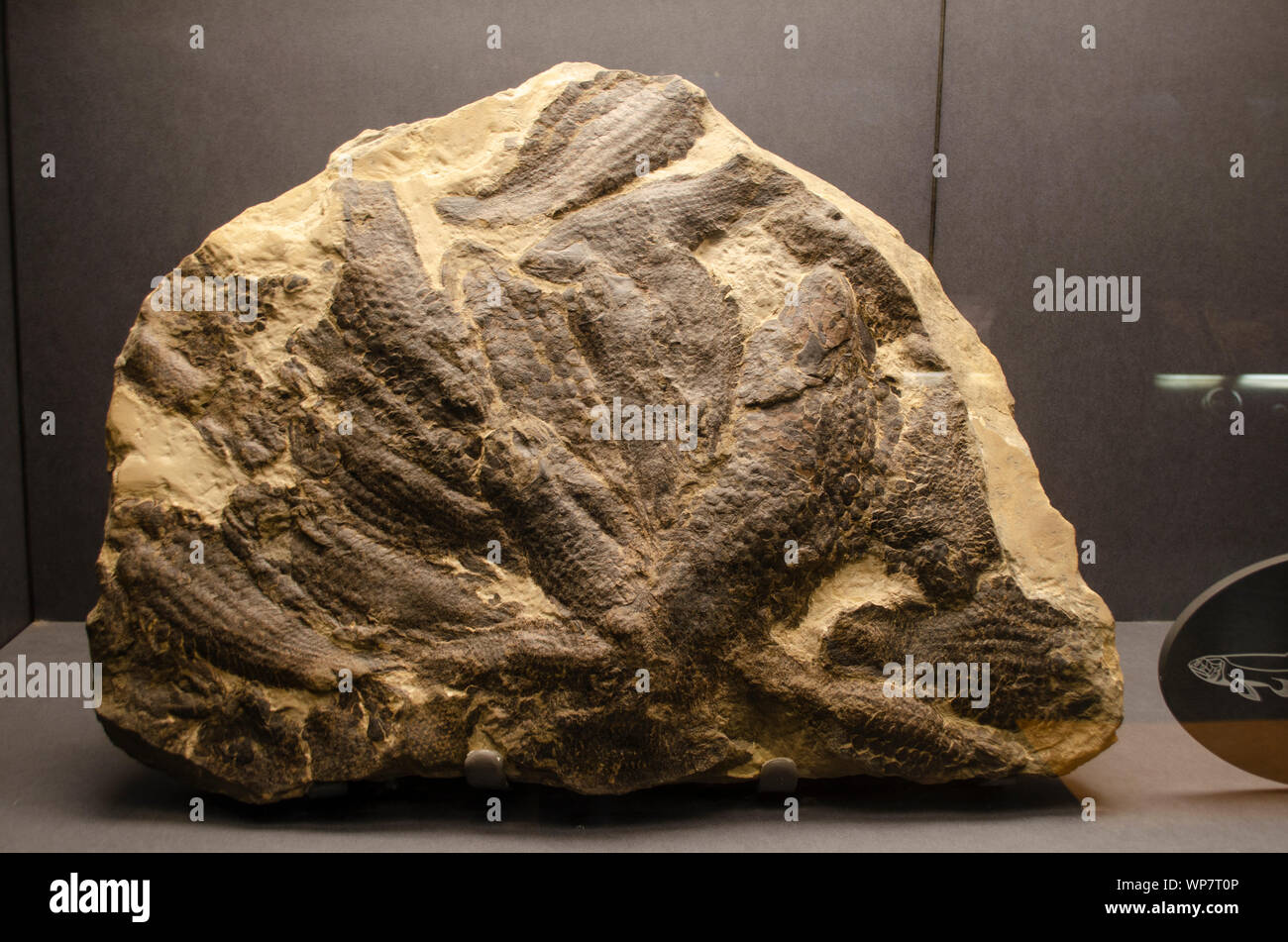 Fossil of a cluster of fish at NHM, London. Stock Photo