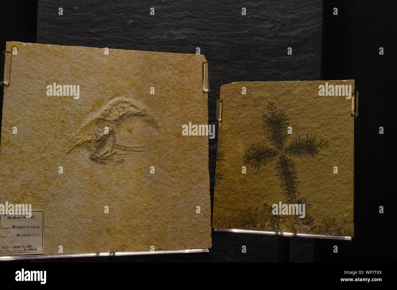 Fossil of a shrimp at NHM, London Stock Photo