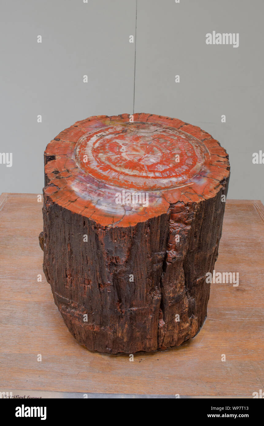 Petrified trunk of a tree at NHM, London. Stock Photo