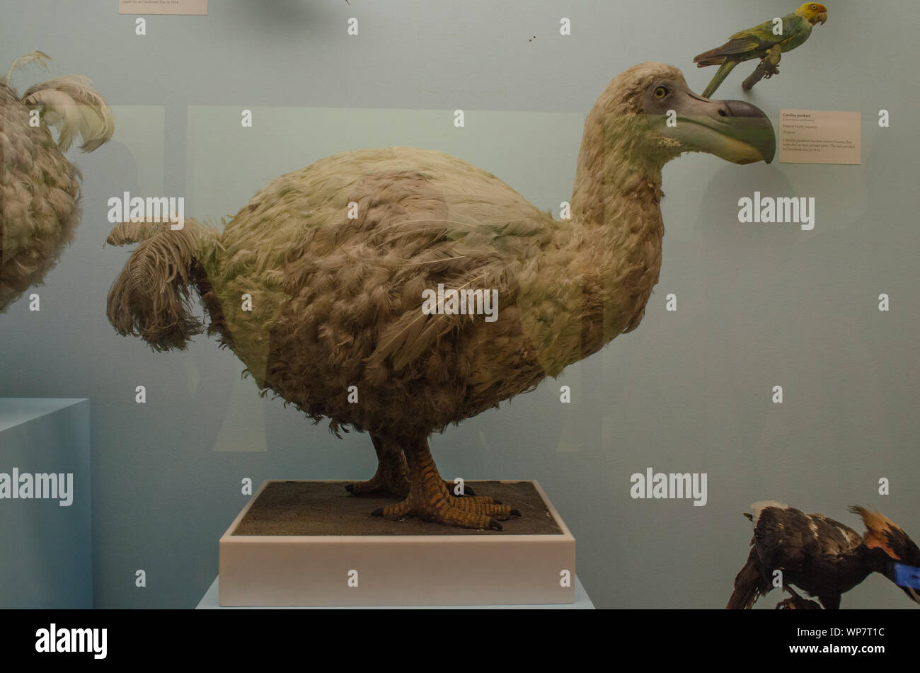 Stuffed Dodo bird on display at the Natural History Museum, London Stock Photo
