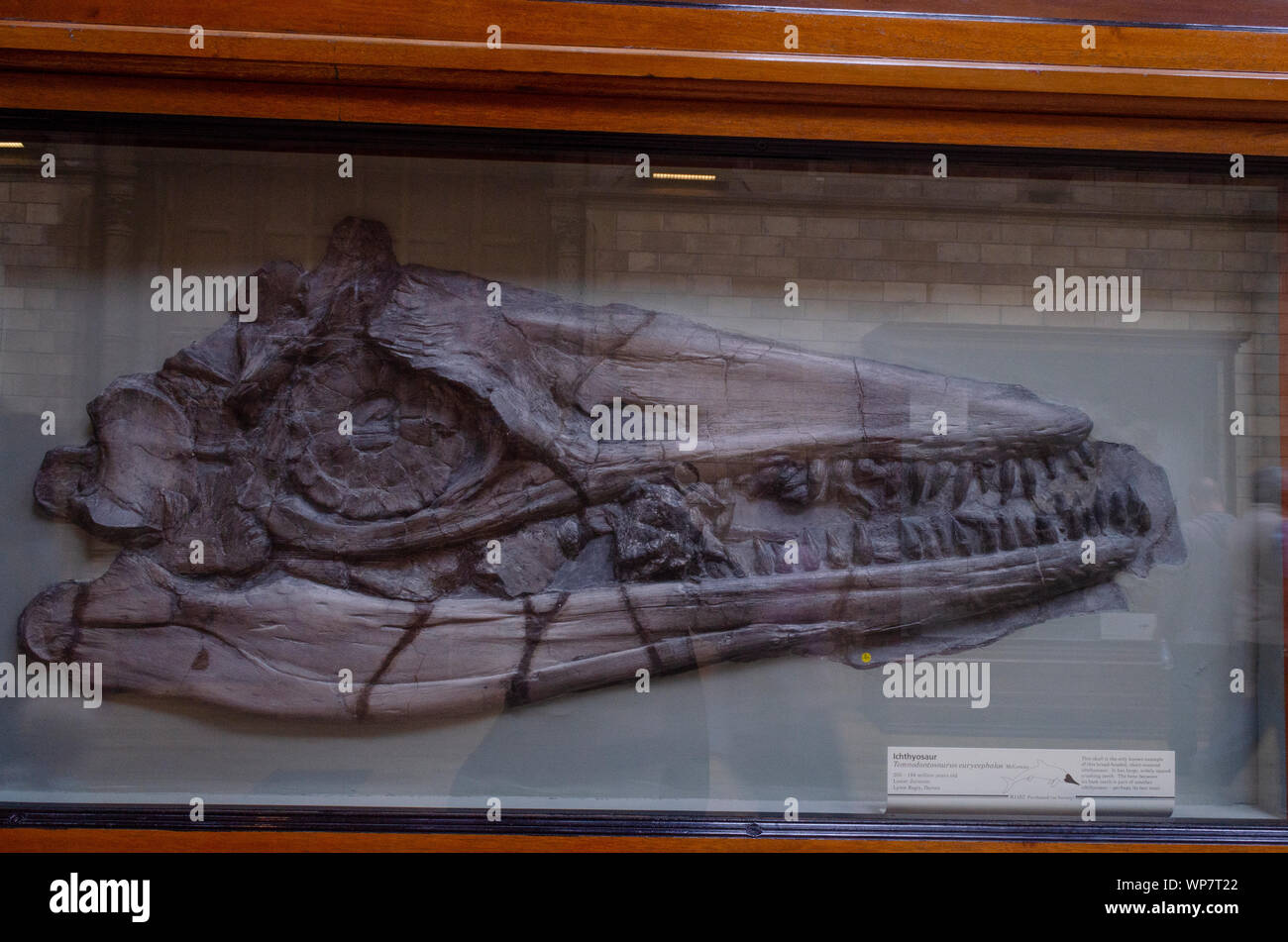 Ichthyosaur, Temnodontosaurus eurycephalus,  head fossil at NHM, London. Stock Photo