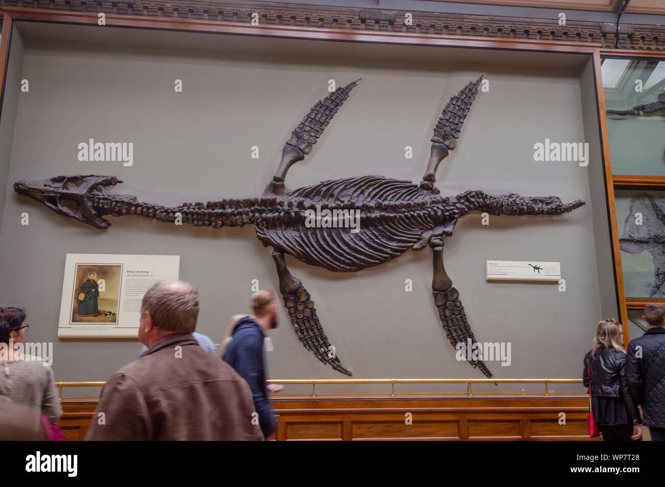 A pliosaur at the Natural History Museum. Stock Photo