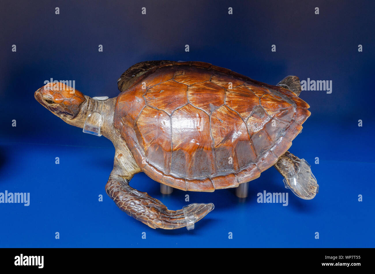 Chelonia mydas, Green sea turtle at NHM, London. Stock Photo