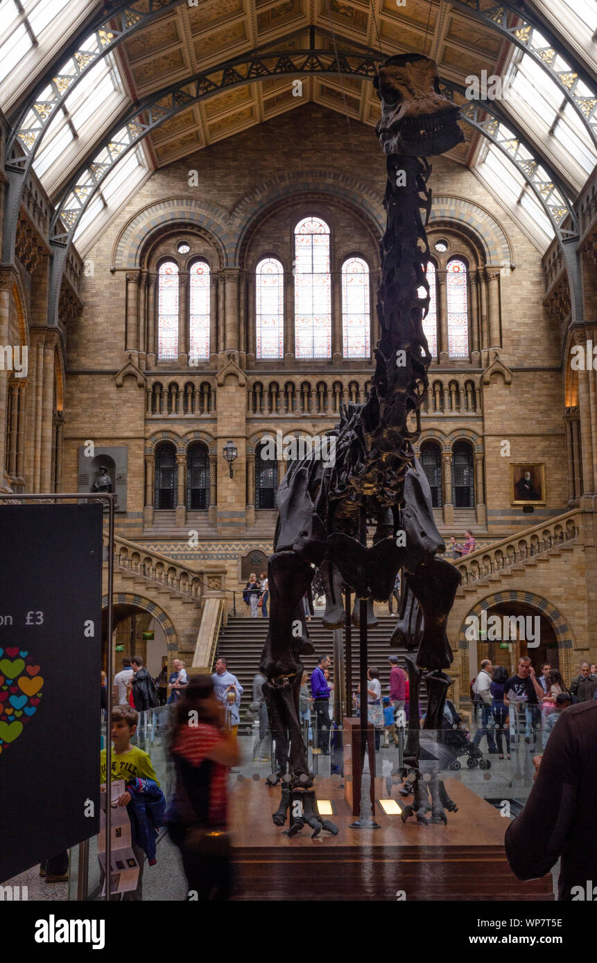 Hintze Hall, Dippy- Diplodocus fossil at NHM, London. Stock Photo