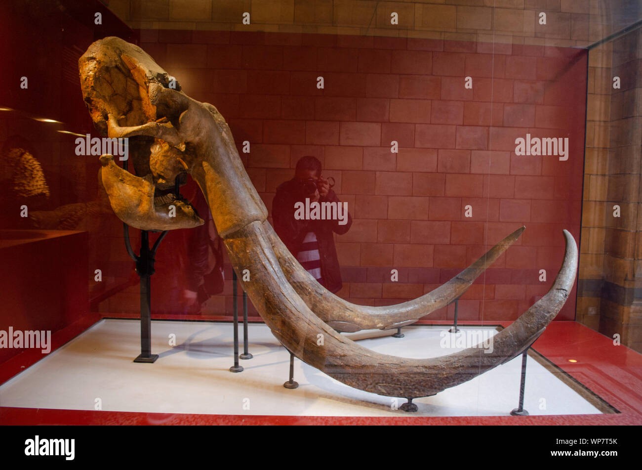 Mammuthus trogontherii, steppe mammoth at NHM, London. Stock Photo