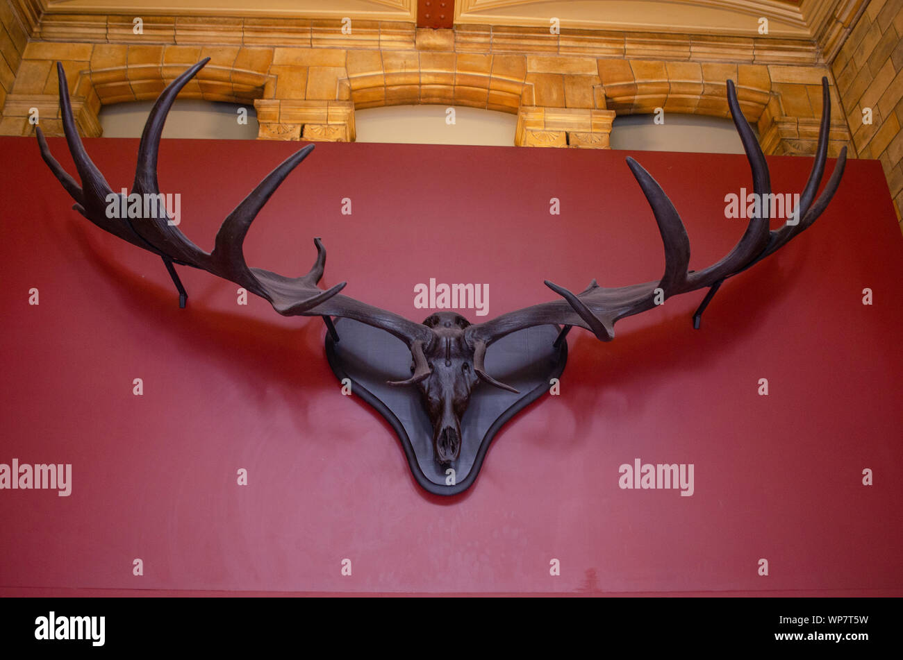 Giant irish deer skeleton hires stock photography and images Alamy