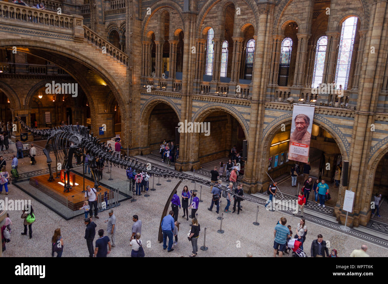 Hintze Hall, Dippy- Diplodocus fossil at NHM, London. Stock Photo