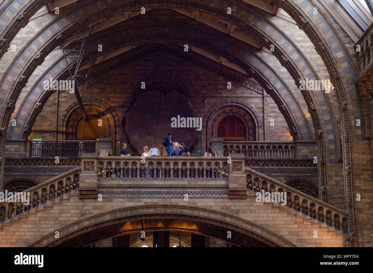 Interior details of the Natural History Museum, London. Stock Photo