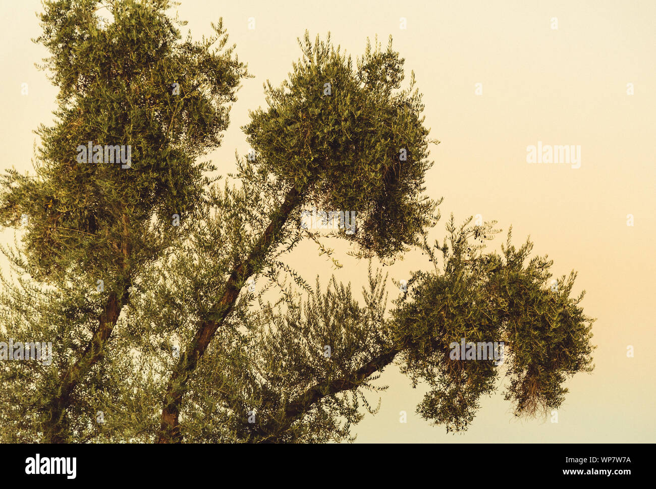 Analogue photograph of the trimmed branches of a tree in Sun City, Arizona. Stock Photo