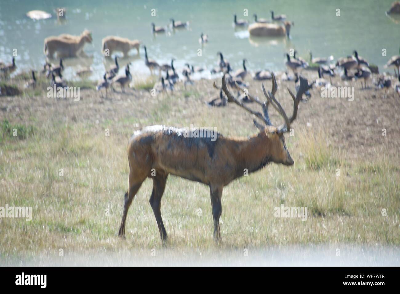 male-pere-david-s-deer-with-herd-in-the-background-stock-photo-alamy