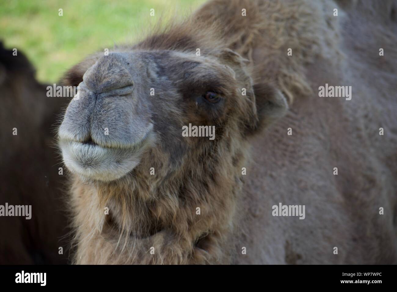 Camel face looking towards the camera Stock Photo