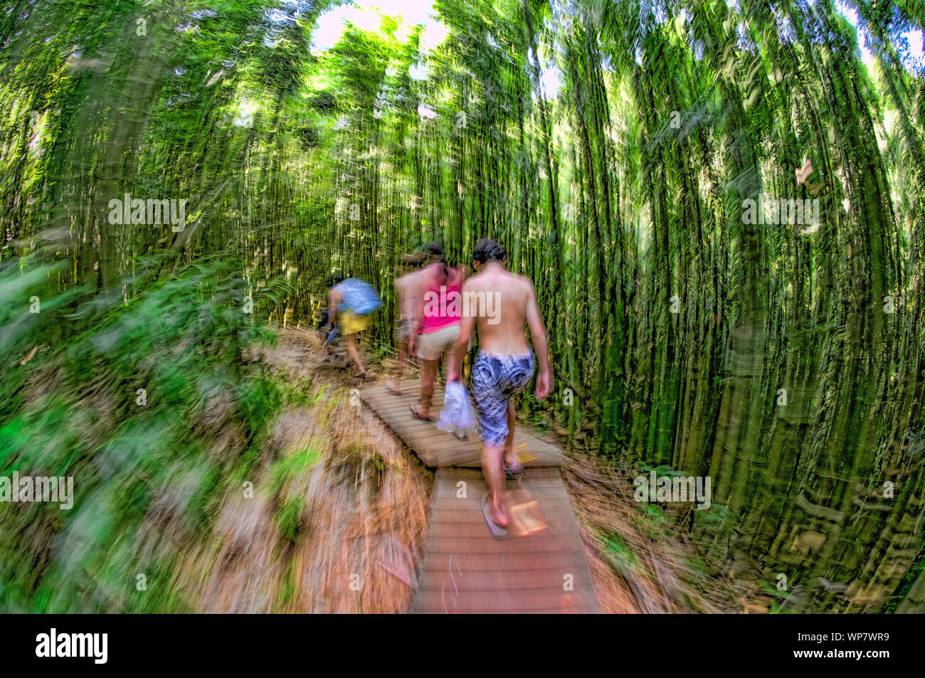 Family walking along a wooden path through a dense bamboo forest on The