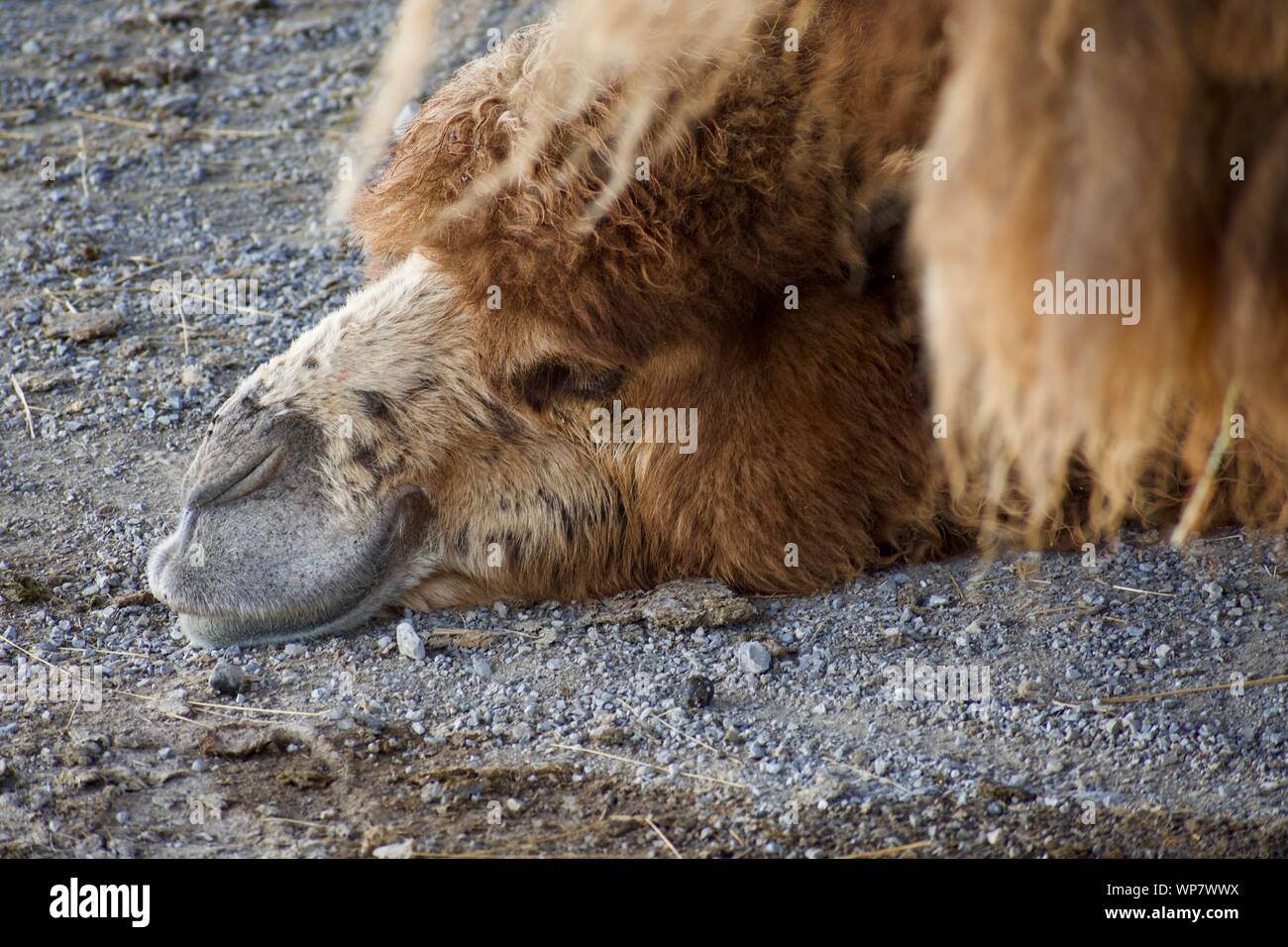 Camels hair hi-res stock photography and images - Alamy