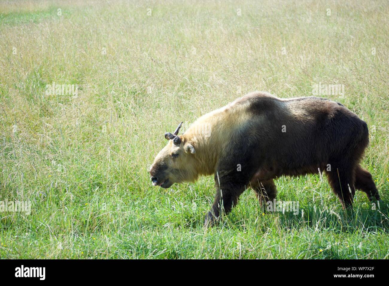 Sichuan Takin Isolated in Field. Budorcas taxicolor tibetana is a Sheep or Goat-like mammal from western china. Species is endangered an conservation Stock Photo