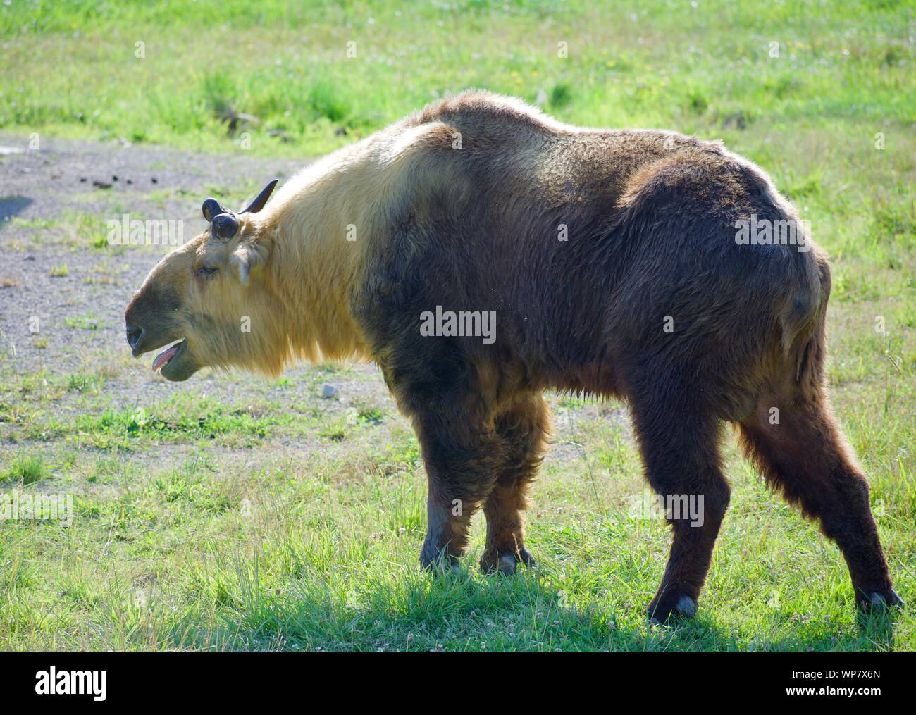 Sichuan Takin Isolated in Field. Budorcas taxicolor tibetana is a Sheep or Goat-like mammal from western china. Species is endangered an conservation Stock Photo