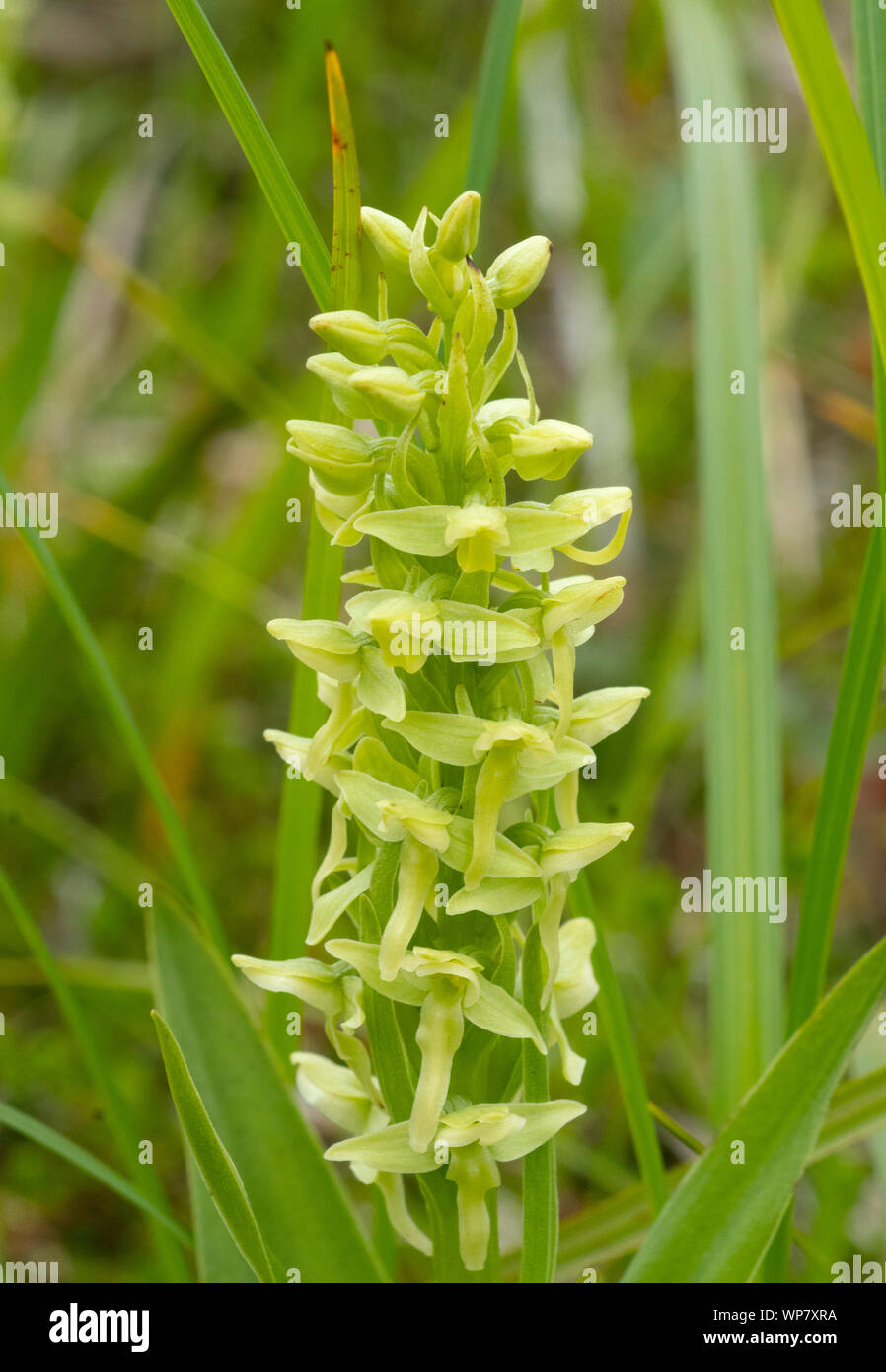 Bog Orchid (Platanthera convallariaefolia) Adak Is. ALASKA Stock Photo