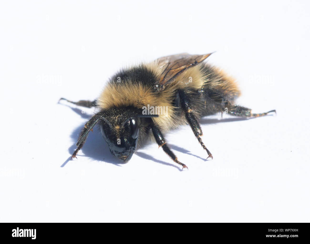 High Country Bumble Bee (Bombus kirbiellus) Pasayten Wilderness, Washington Stock Photo