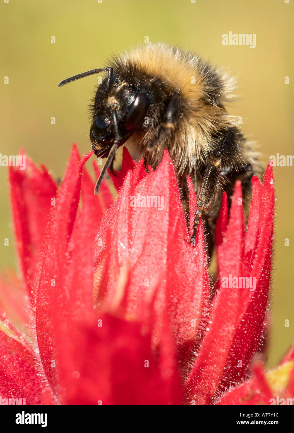 High Country Bumble Bee (Bombus kirbiellus) foraging in Castilleja flowers (Indian Paintbrush), Pasayten Wilderness, Washington Stock Photo