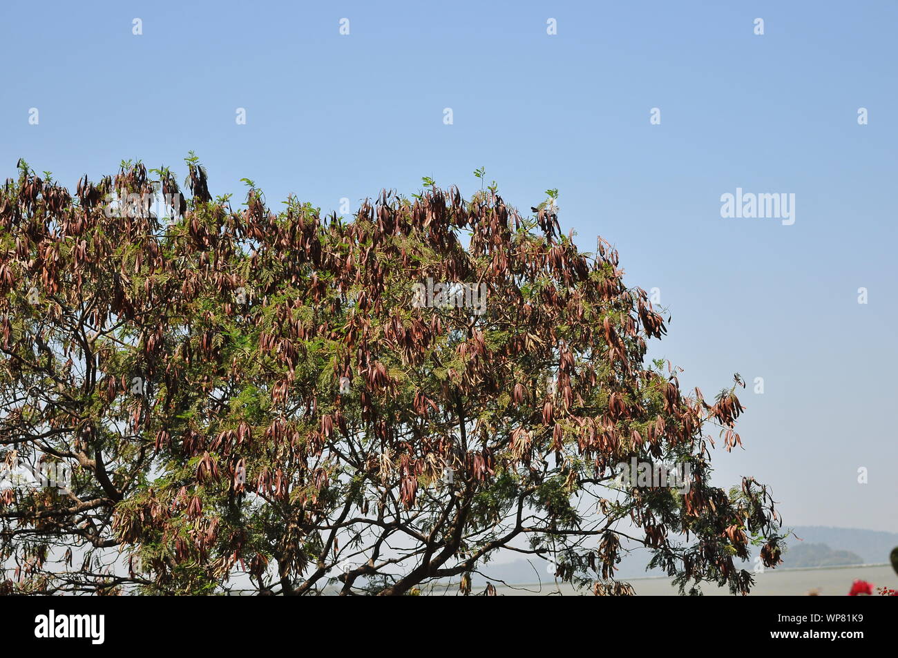 Ethiopian trees Stock Photo Alamy