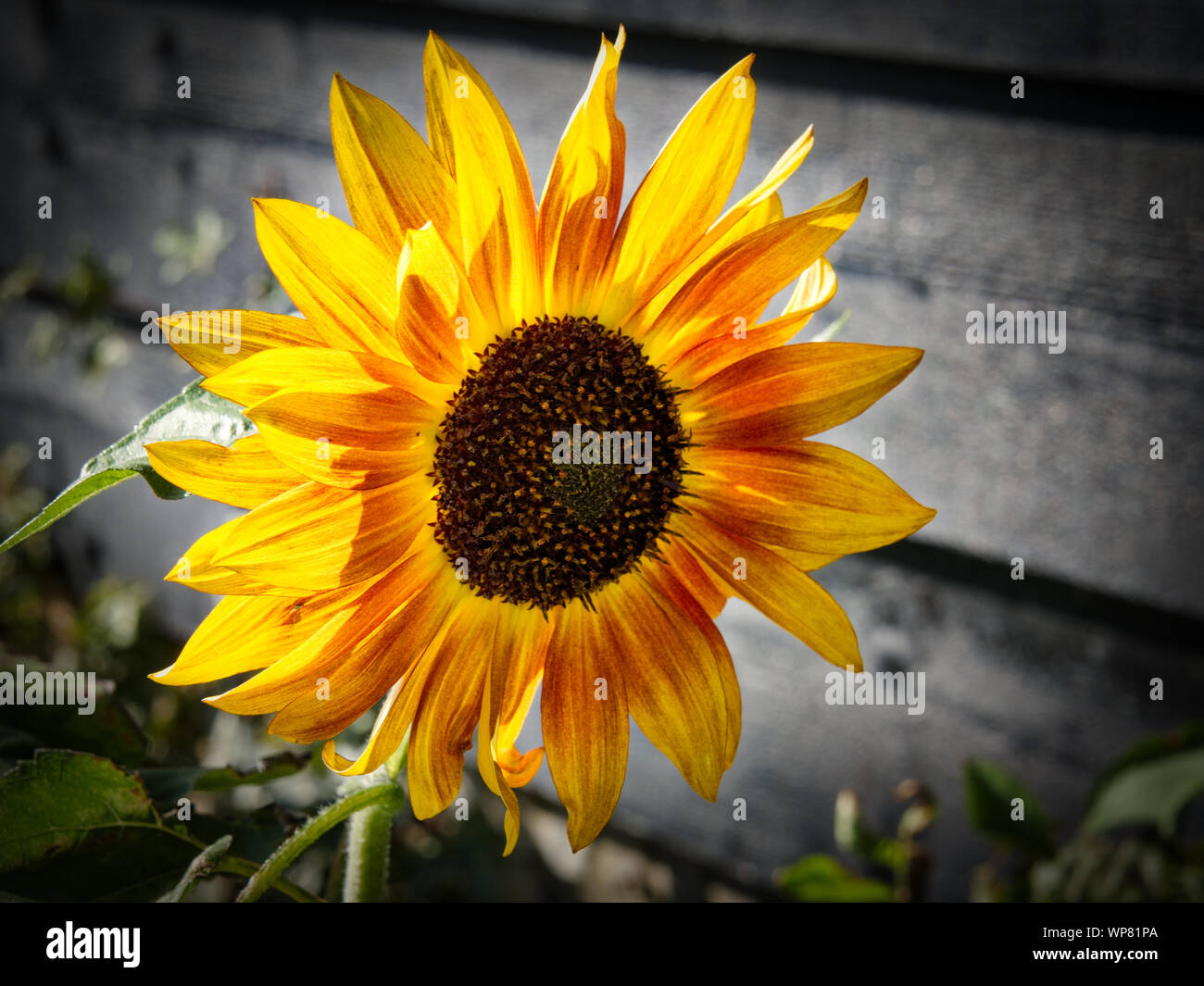 Strong Color Flower Beautiful pictures of gardens hi-res stock photography and images - Alamy