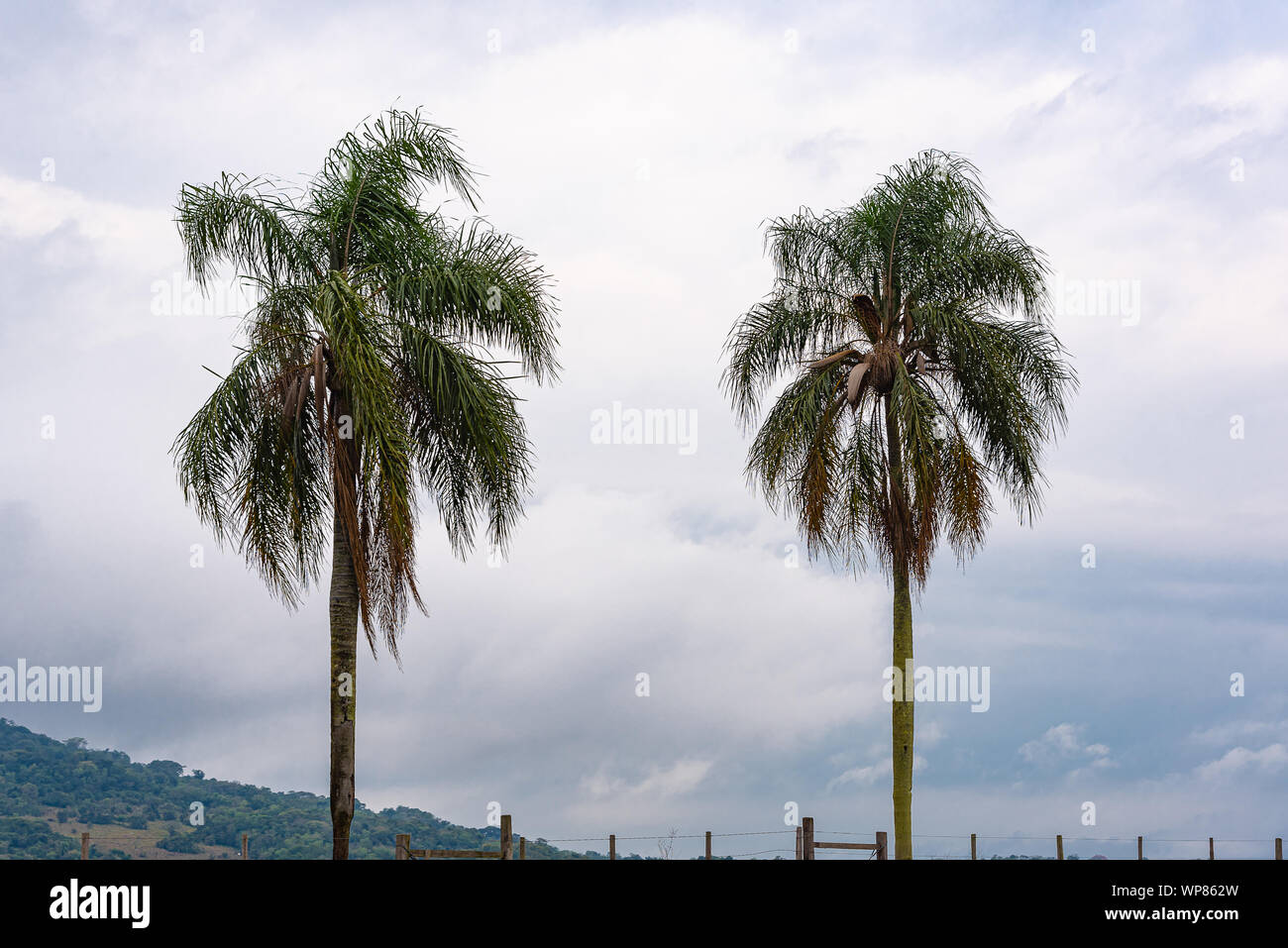 Syagrus Romanzoffiana Plants and background the landscape of the Pampa biome. It is a palm tree native to the Atlantic forest in Brazil, but it can be Stock Photo
