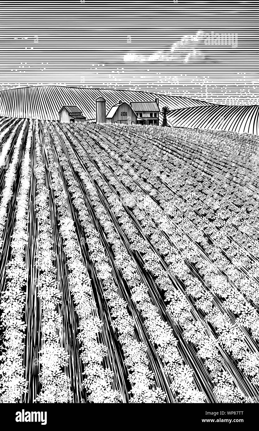 Rows of crops Stock Vector Images Alamy