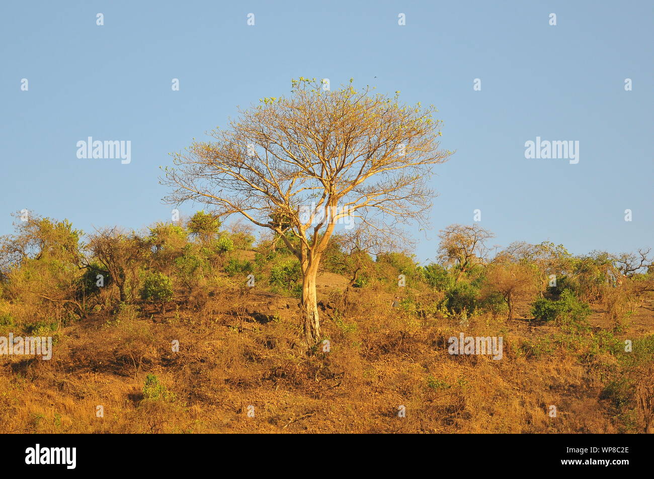 Ethiopian trees Stock Photo Alamy