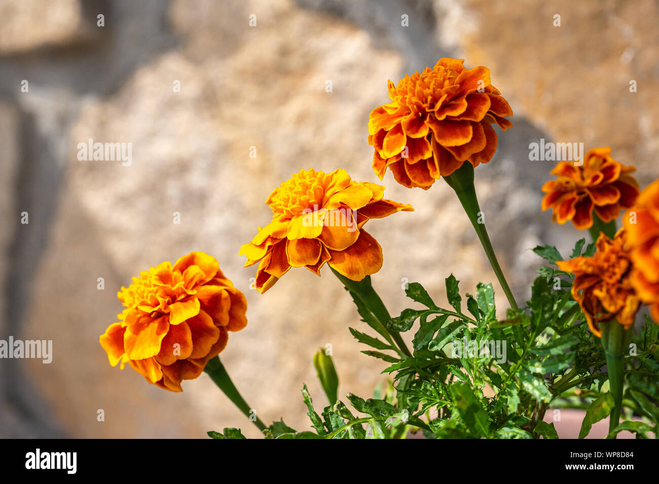 macro view of an orange carnation Stock Photo Alamy