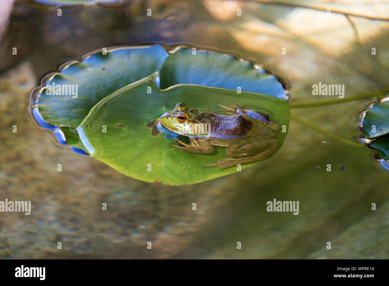 Green Frog (Lithobates clamitans melanota) sitting on lily pad, Seal Harbor, Maine. Stock Photo