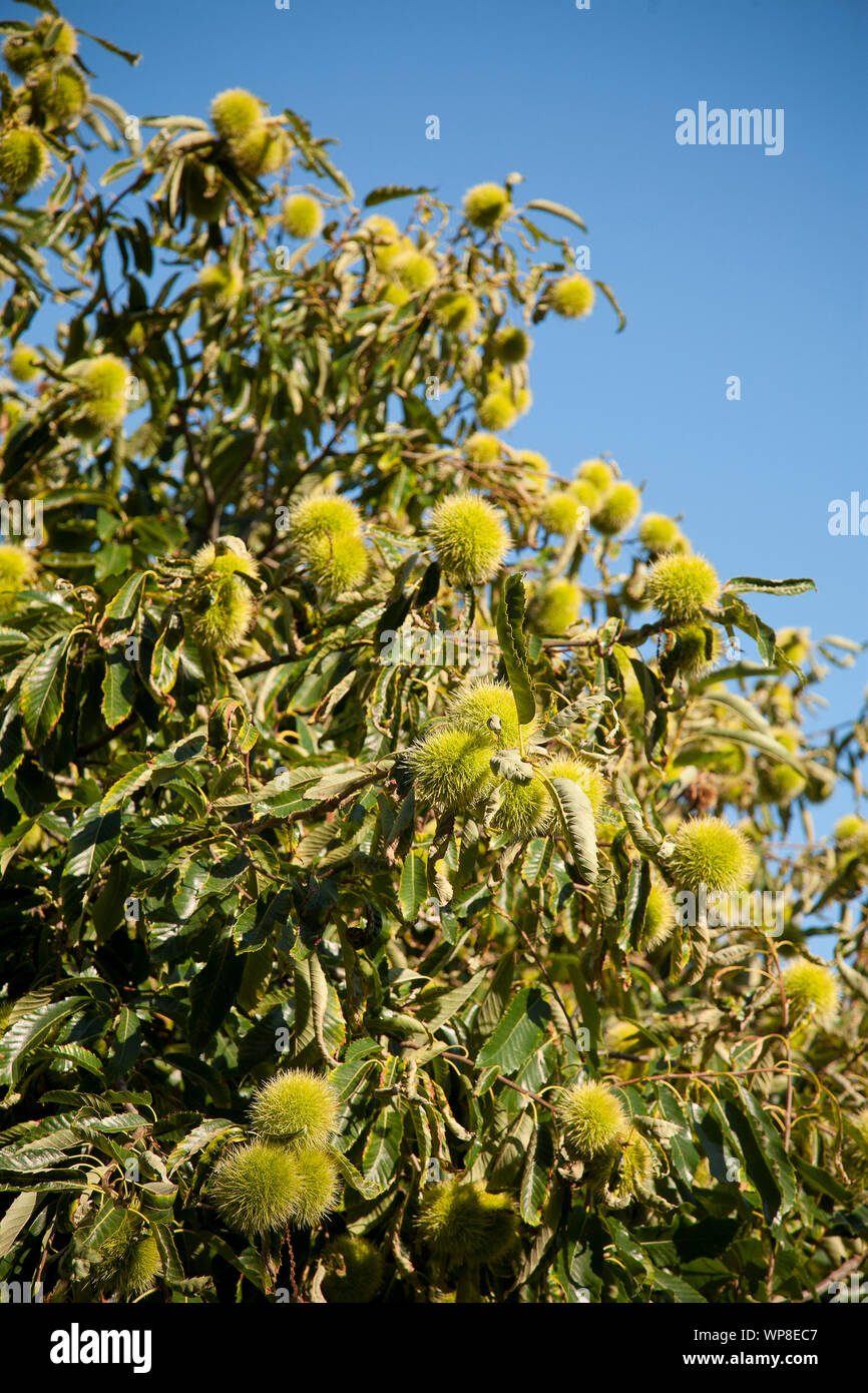 Maturing chestnuts on the tree. Stock Photo