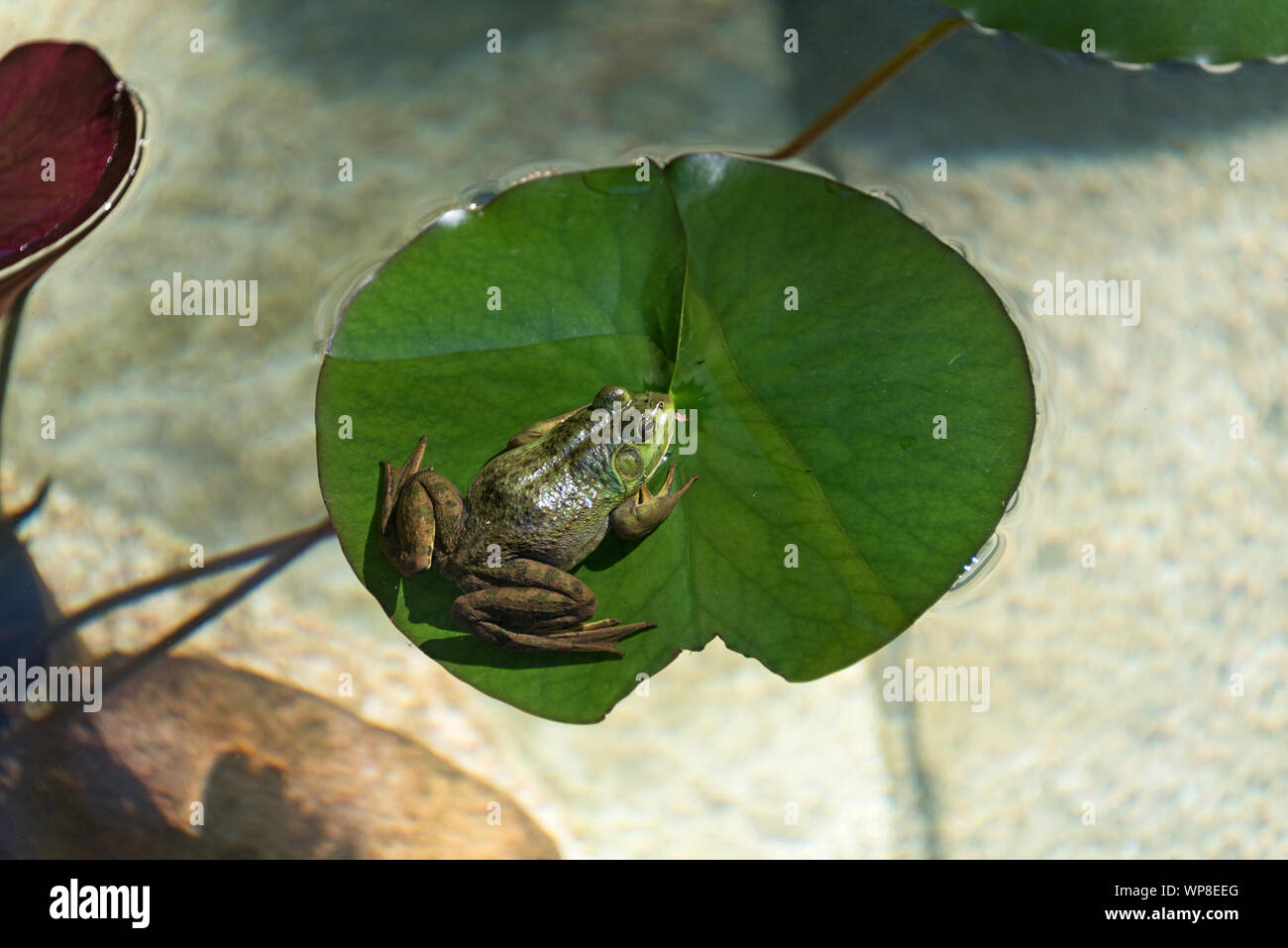 Green Frog (Lithobates clamitans melanota) sitting on lily pad, Seal Harbor, Maine. Stock Photo