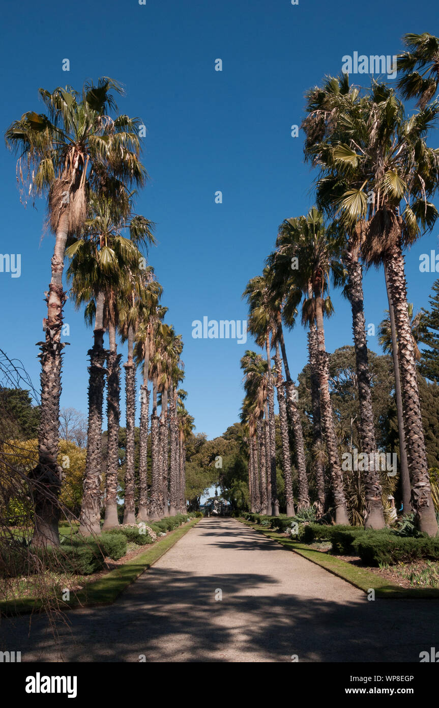 Avenue Of Palms At The Century Old Seaside Williamstown Botanic