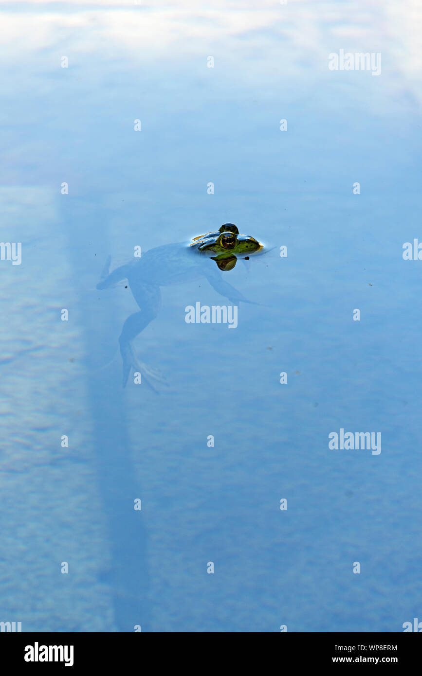 Green Frog (Lithobates clamitans melanota) floating, Seal Harbor, Maine. Stock Photo
