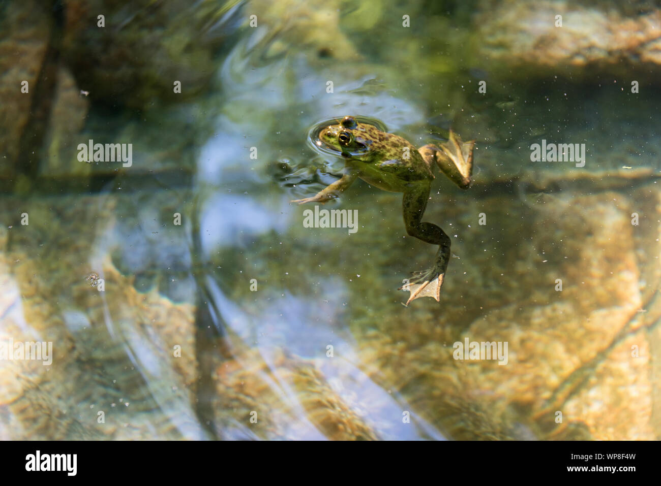 Green Frog (Lithobates clamitans melanota) swimming, Seal Harbor, Maine. Stock Photo