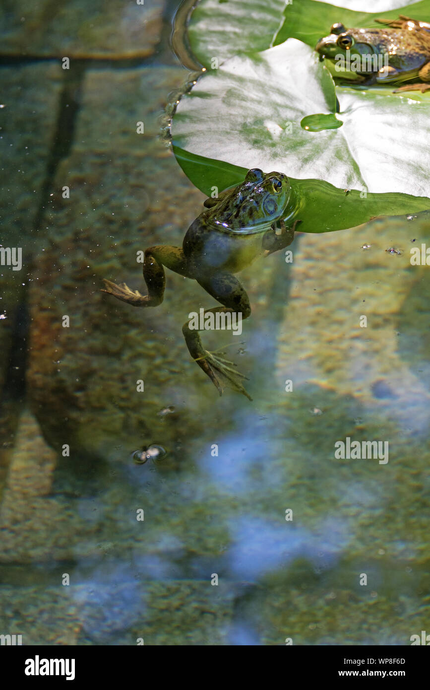 Green Frog (Lithobates clamitans melanota) climbing on to lily pad, Seal Harbor, Maine. Stock Photo