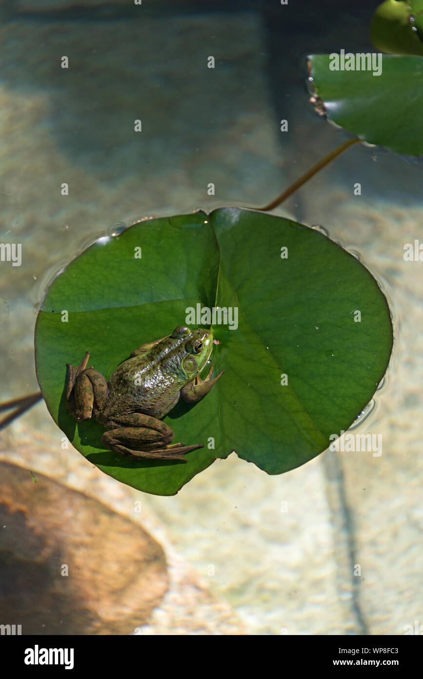 Green Frog (Lithobates clamitans melanota) sitting on lily pad, Seal Harbor, Maine. Stock Photo