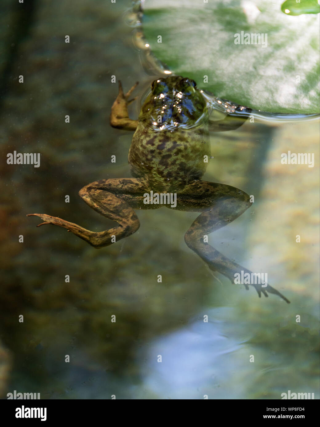 Green Frog (Lithobates clamitans melanota) holding on to lily pad, Seal Harbor, Maine. Stock Photo