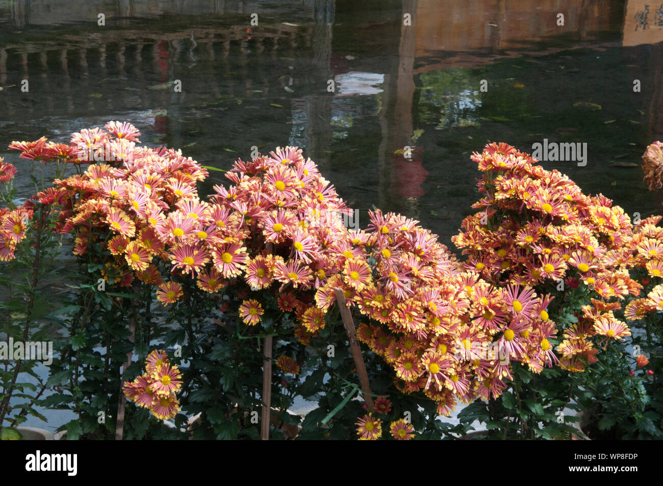 Chrysanthemums flourish beside a canal in Lijiang, Yunnan, China Stock Photo