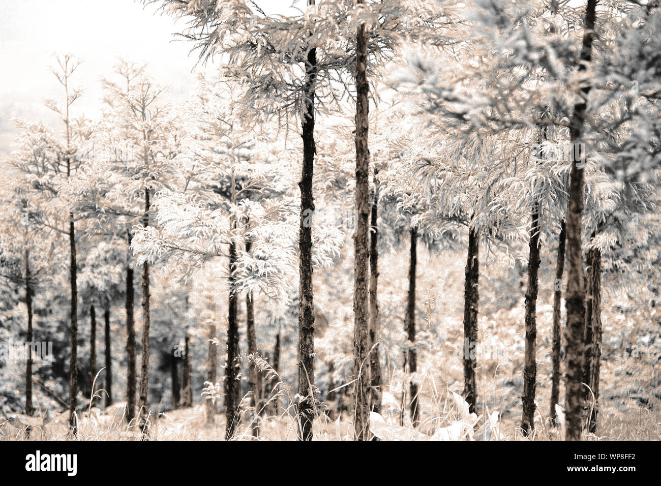 Simulated infrared photo of Japanese Cedar woods  (Cryptomeria japonica). Stock Photo
