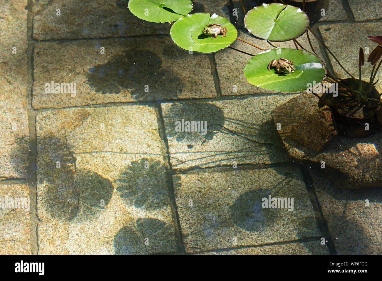 Two Green Frogs (Lithobates clamitans melanota) sit on lily pads in a pool, casting shadows on the pool floor, Seal Harbor, Maine. Stock Photo