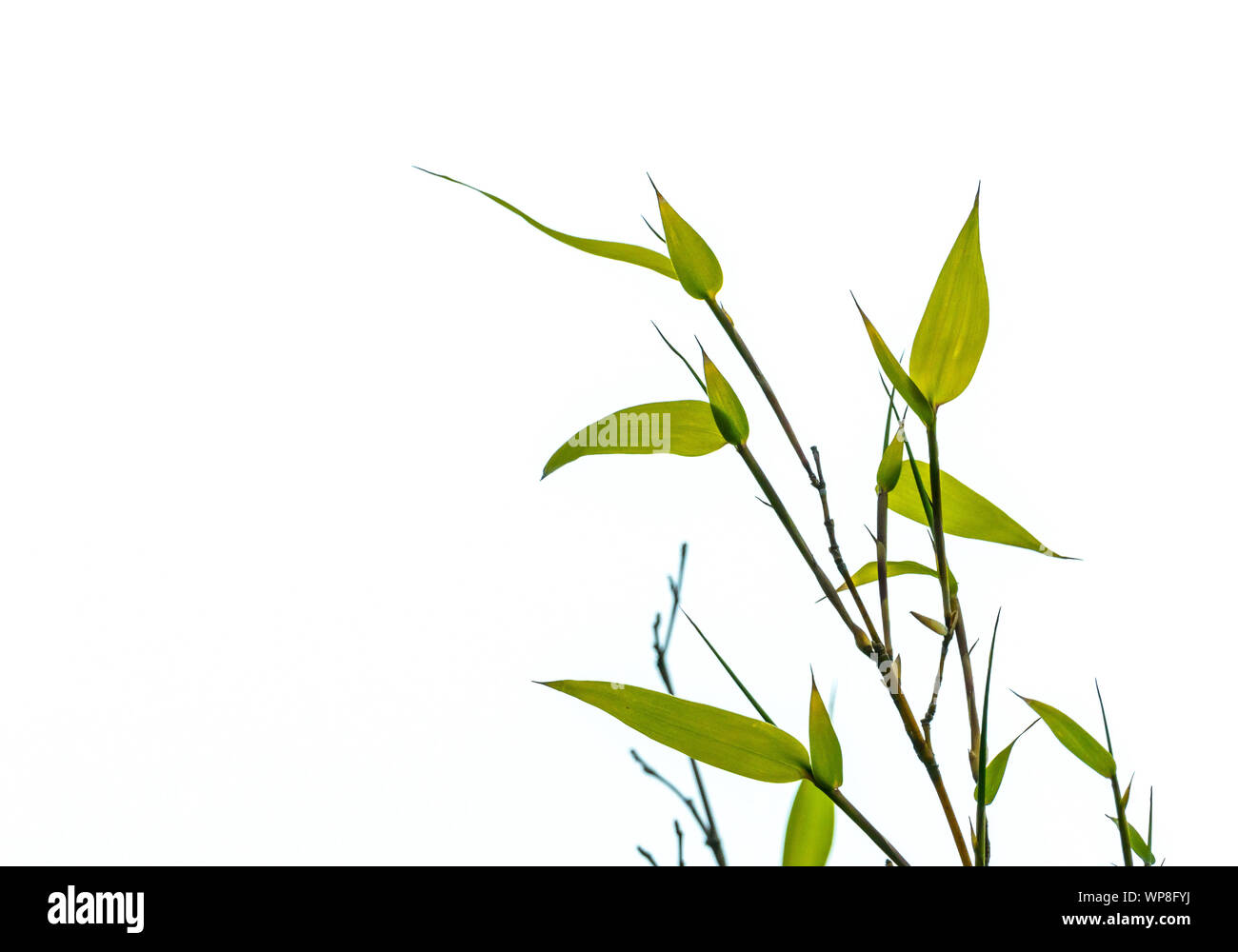 bamboo leaves and branches on white background Stock Photo