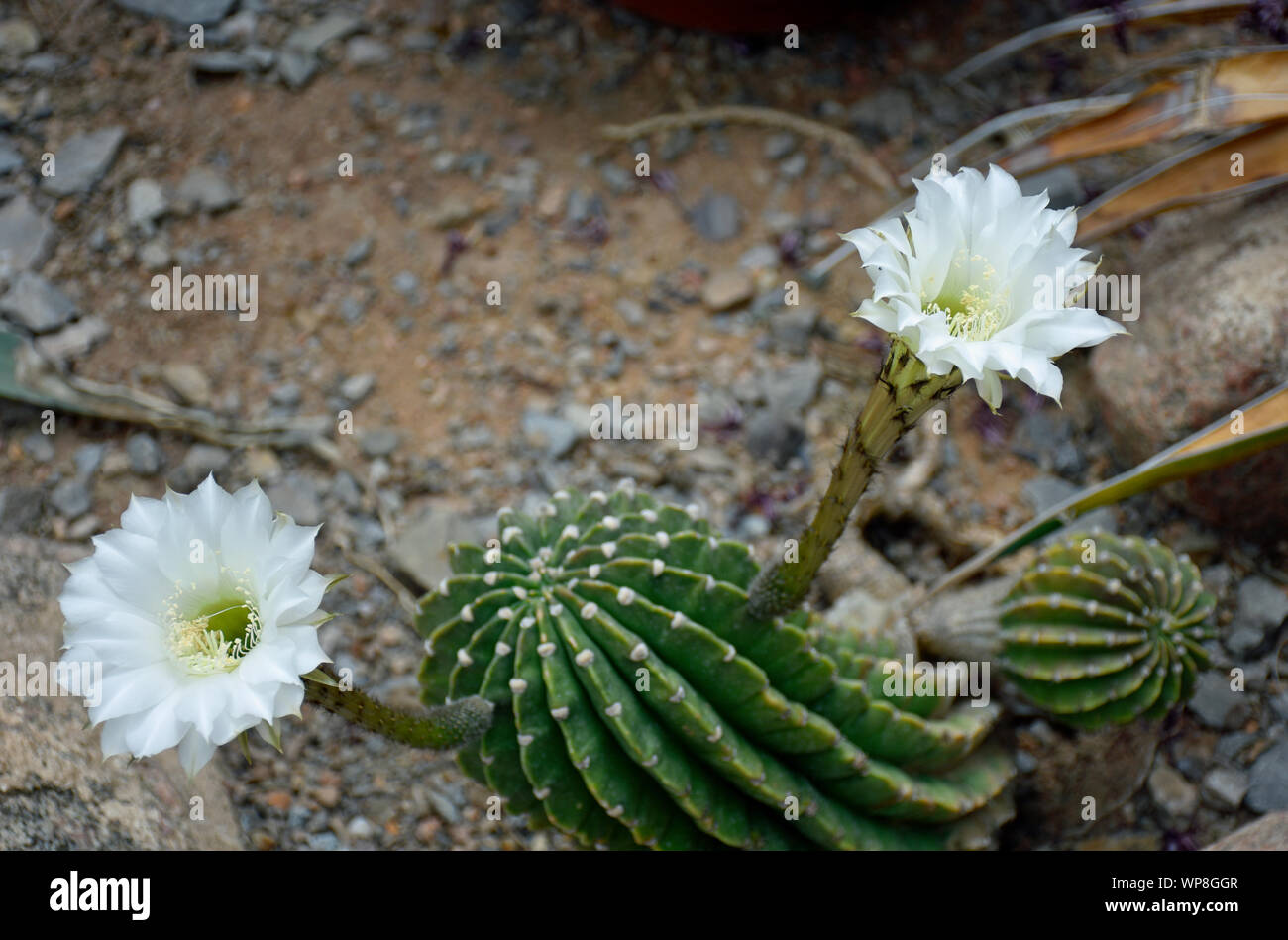 Rare Night Blooming Hedgehog Cactus from Brazil and Argentina, photographed at the Botanical Gardens in New Mexico. Stock Photo