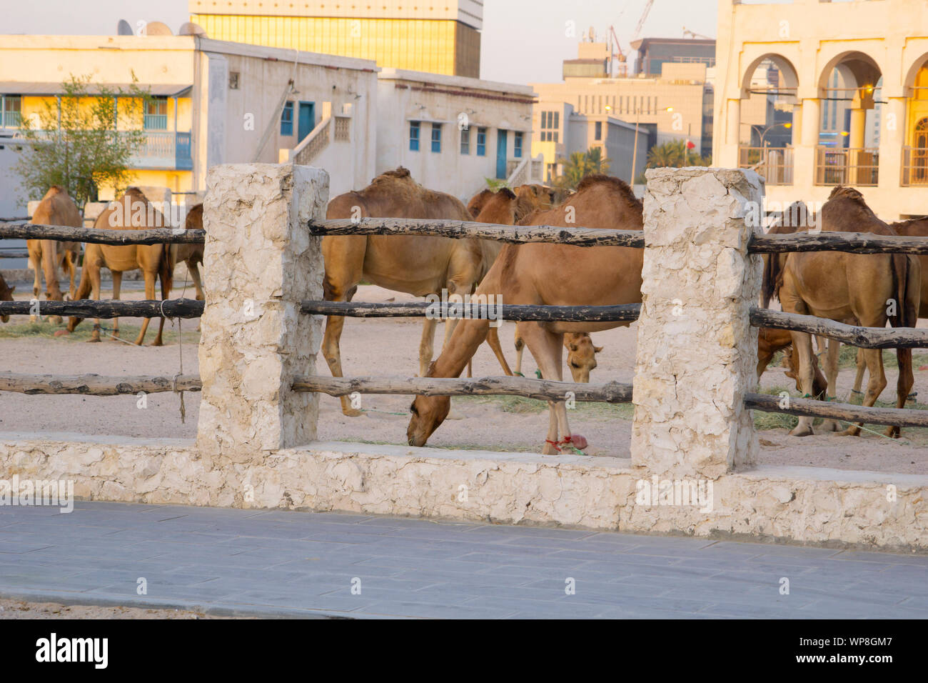 Kings guard camel hi-res stock photography and images - Alamy