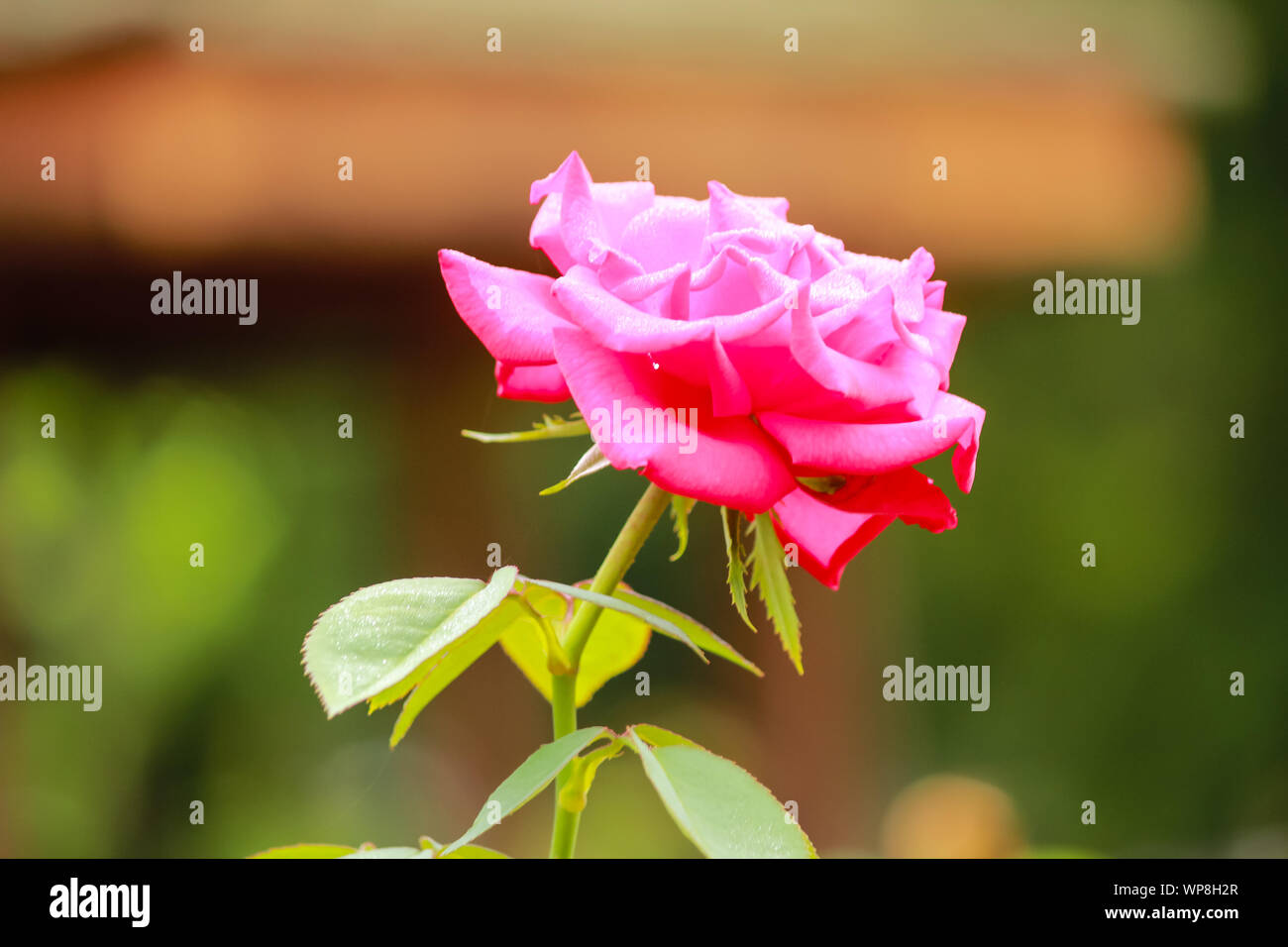 Rosa macha hi-res stock photography and images - Alamy