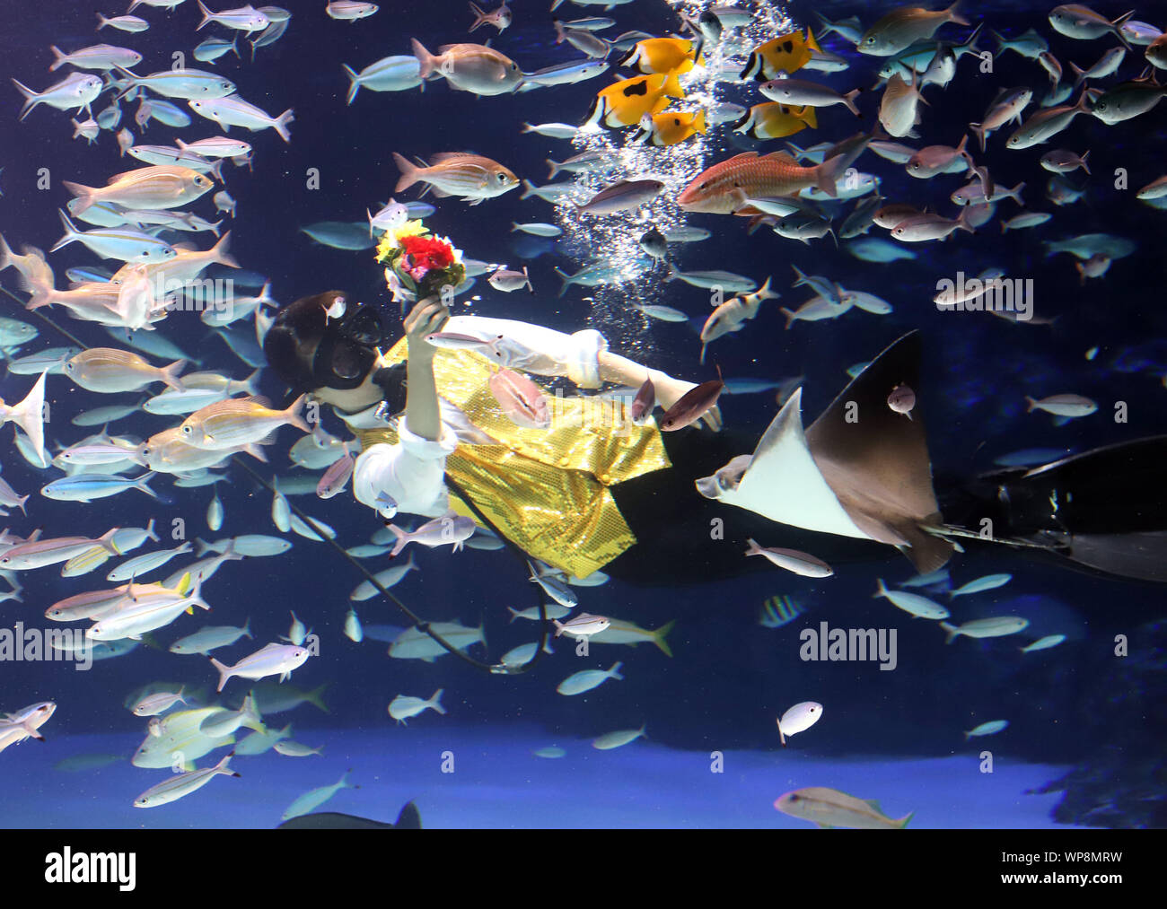 Large fish tank hi-res stock photography and images - Page 20 - Alamy