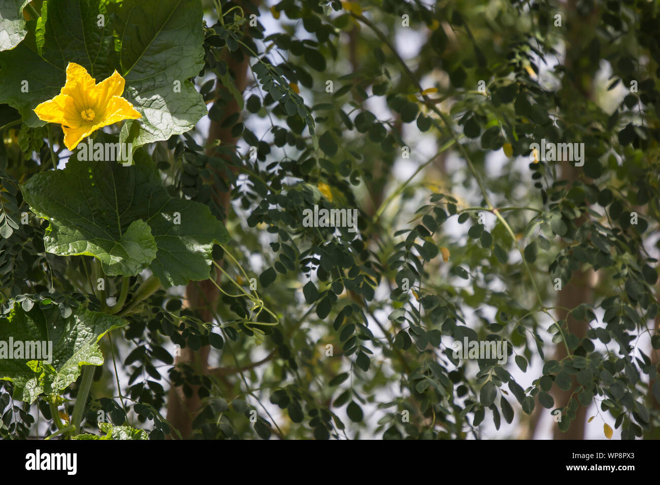 Yellow of pumpkin flower with green leaf background Stock Photo - Alamy