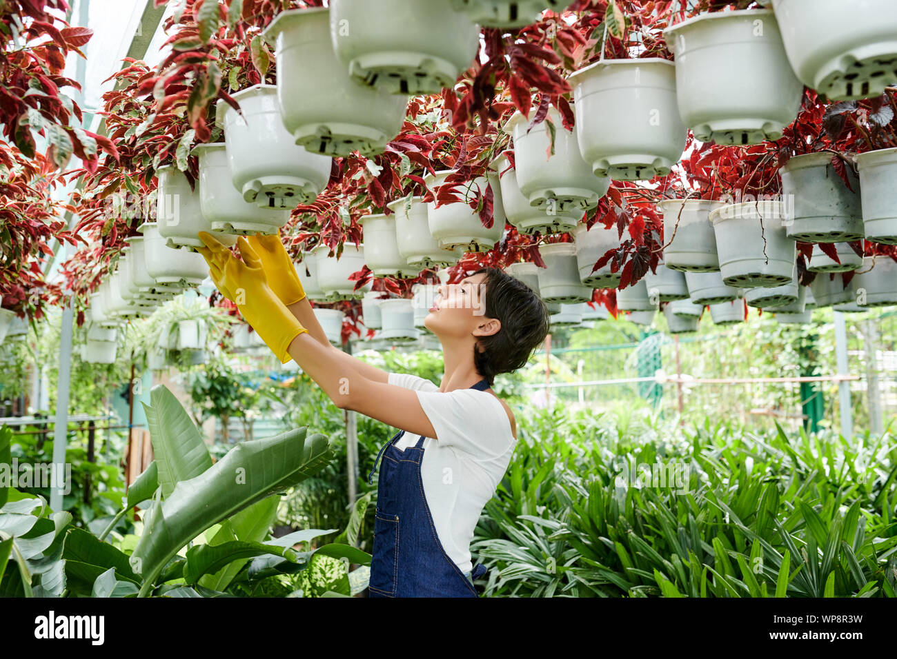 Female Greenhouse Worker Checking Plants Hanging From