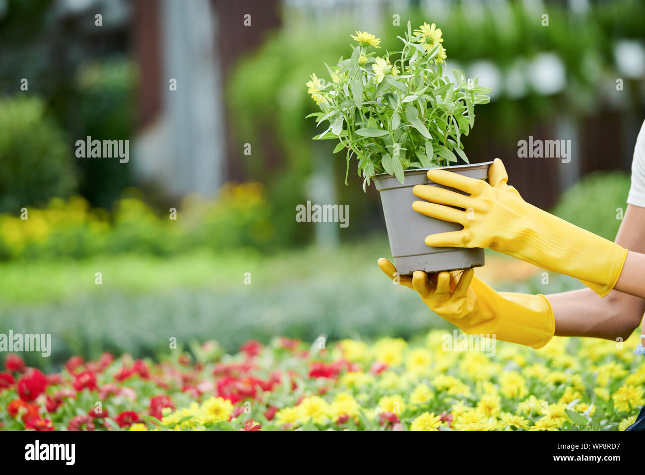 Gloved Hands Of Woman Holding Plant She Found In Nursery Gaden For Her Backyard Stock Photo Alamy